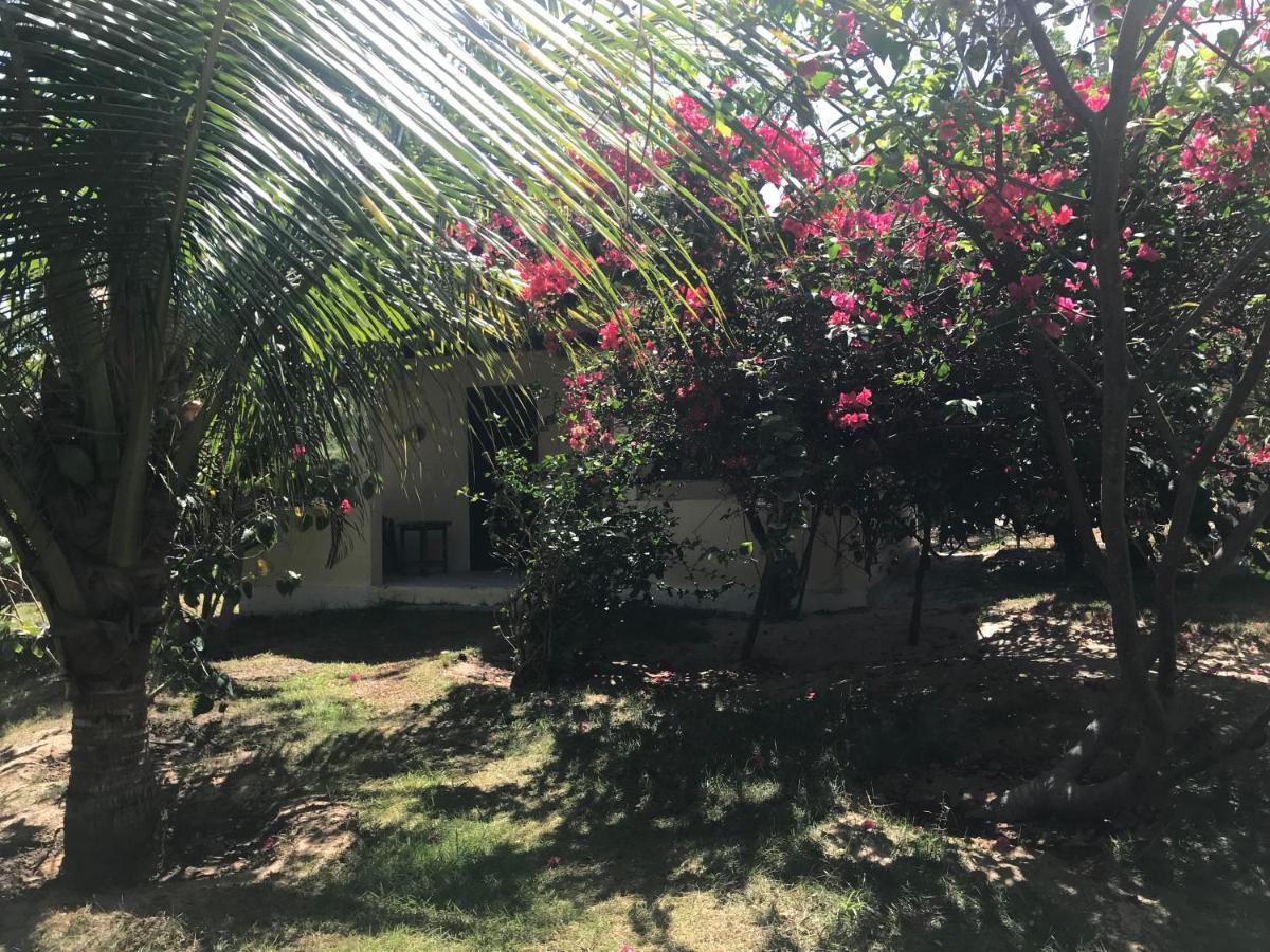 Malea Icarai (Amontada)
