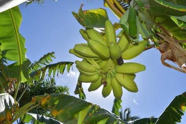 Malea 賓館 Icarai (Amontada)